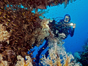 Diver's visiting a rich overgrown table coral with a huge... by Henry Jager 